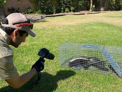 San Diego skunk control